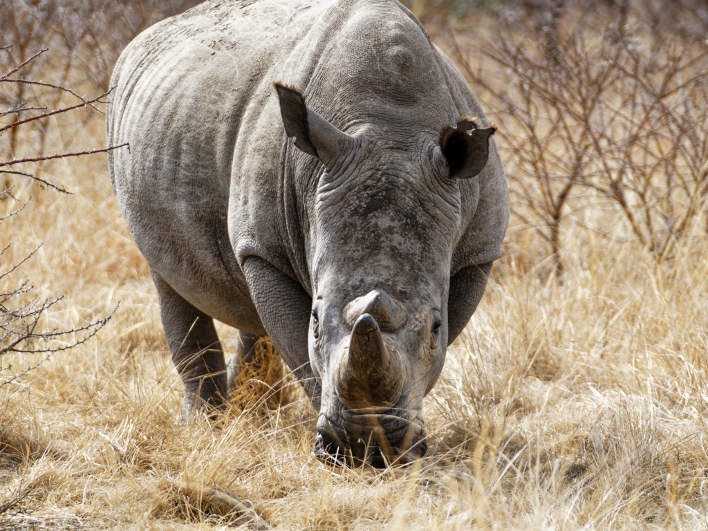 Большой носорог идет по сухой траве