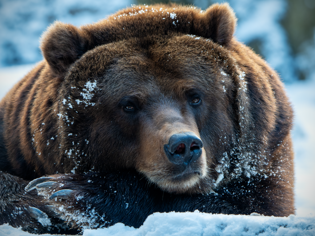 Большой хищный бурый медведь лежит на снегу