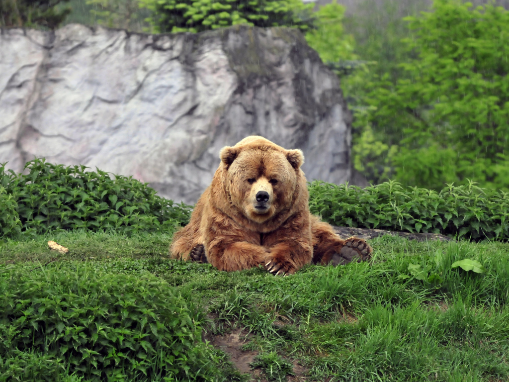 Большой бурый медведь на зеленой траве в зоопарке