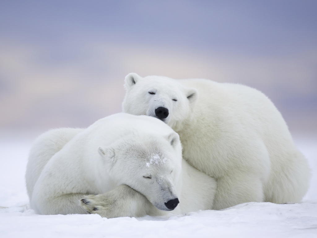 Два белых медведя спят на снегу