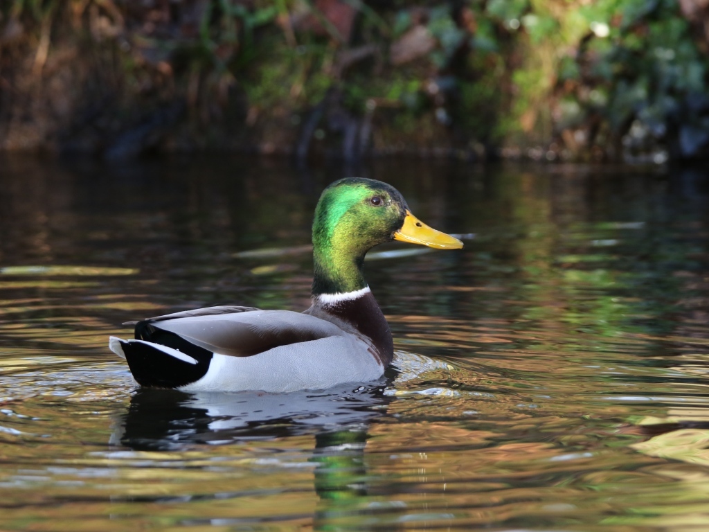 Красивый селезень плавает в воде