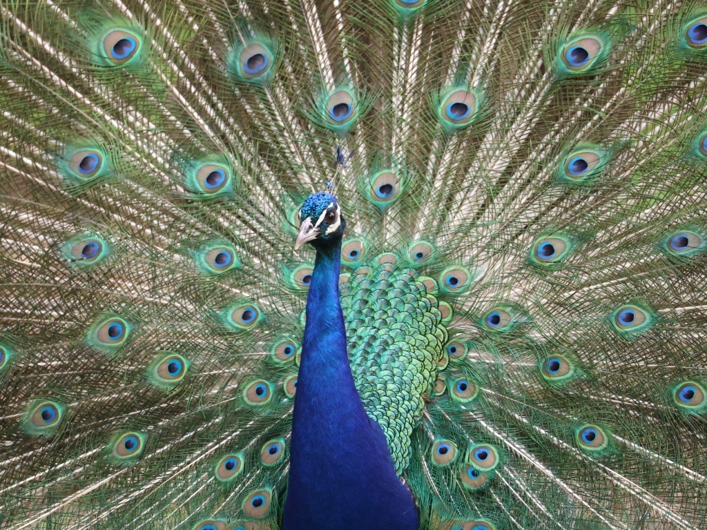 Красивый павлин раскрыл пышный хвост