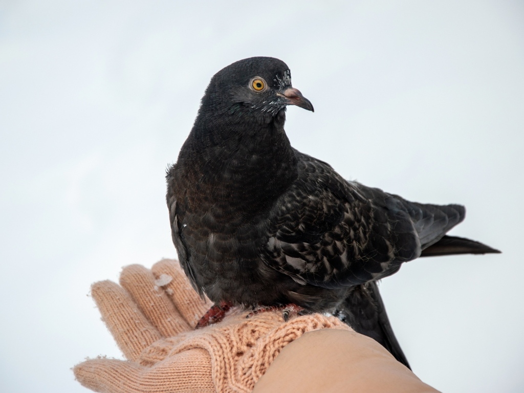 Голубь сидит на ладони зимой