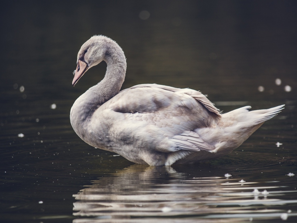 Большой серый гусь стоит в воде