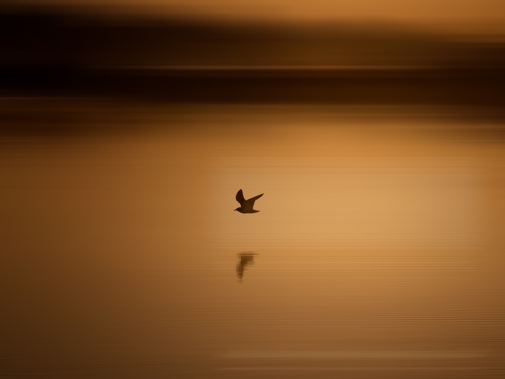 Чайка летит над водой на закате солнца