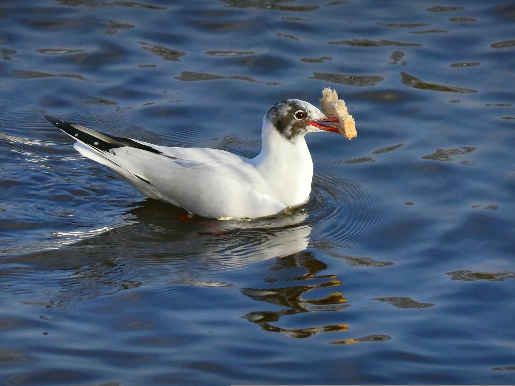 Чайка  с куском хлеба плавает в воде