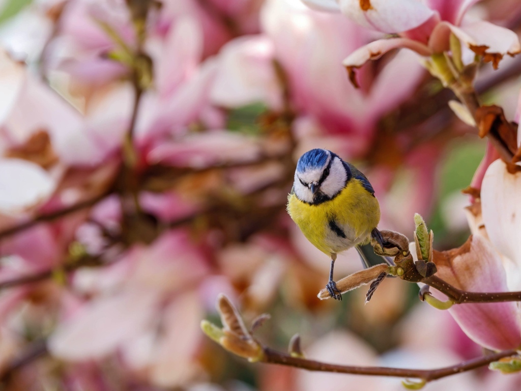 Маленькая птица лазоревка сидит на ветке дерева