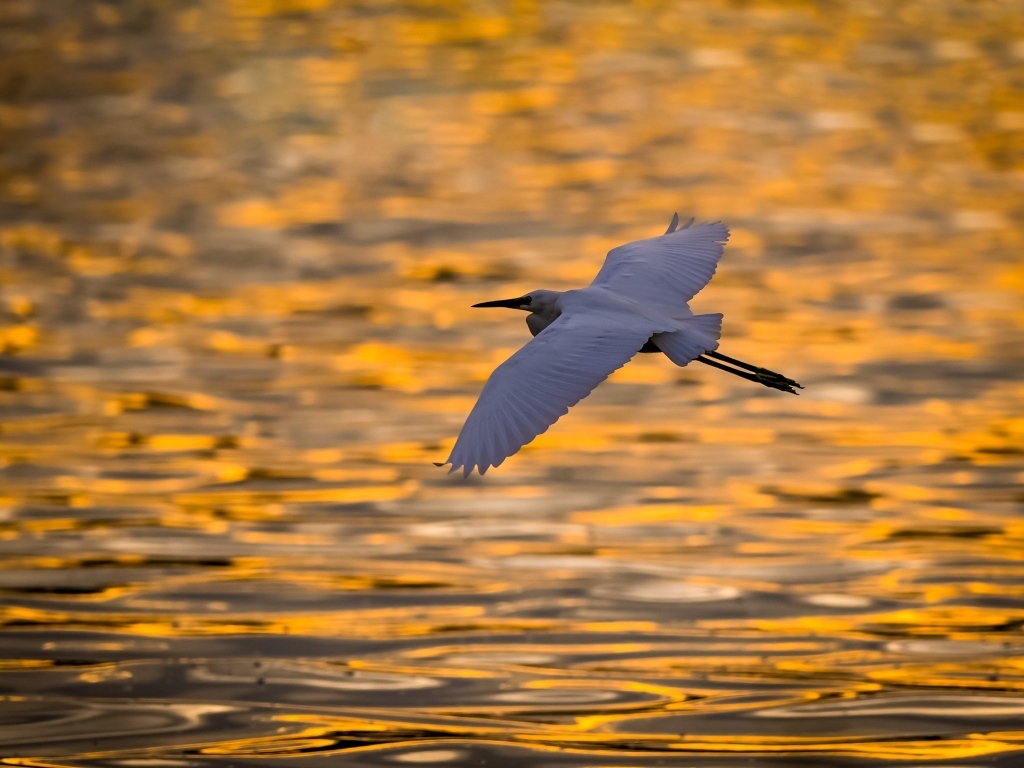 Белая цапля летит над водой на закате