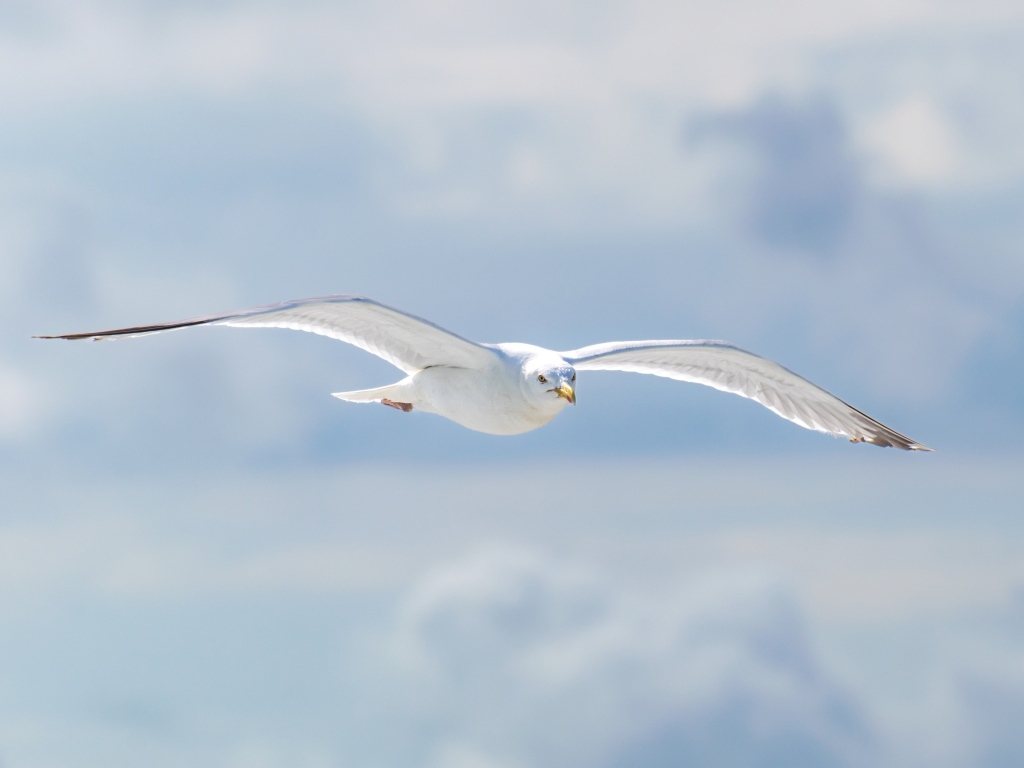 Белая чайка летит в облаках
