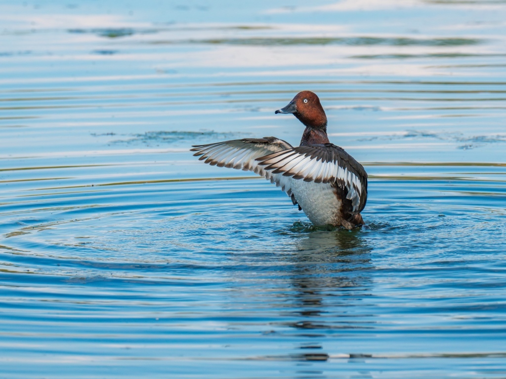 Дикая утка готовится к взлеты на озере