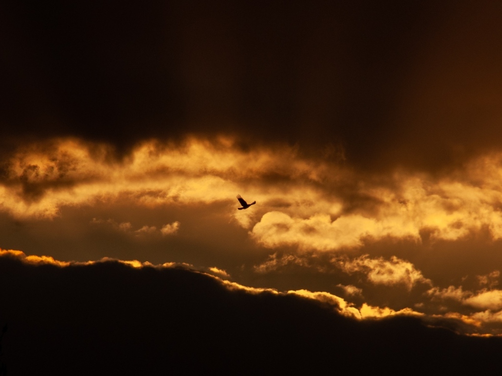 Птица летит в небе на фоне заката