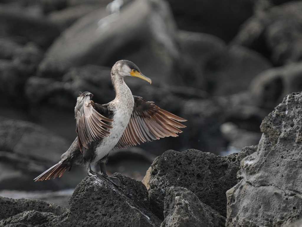 Черный баклан охотится на камне