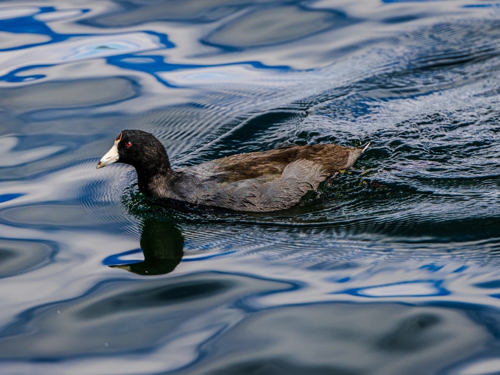 Черная кряква плывет по озеру
