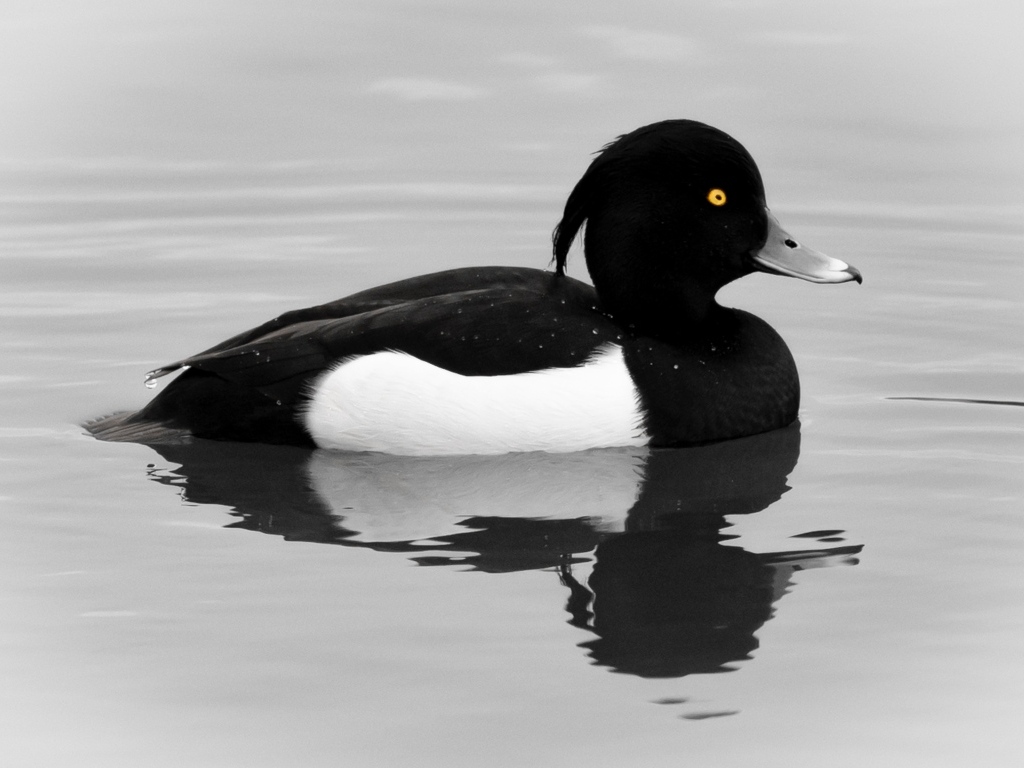 Хохлатая утка плавает в воде