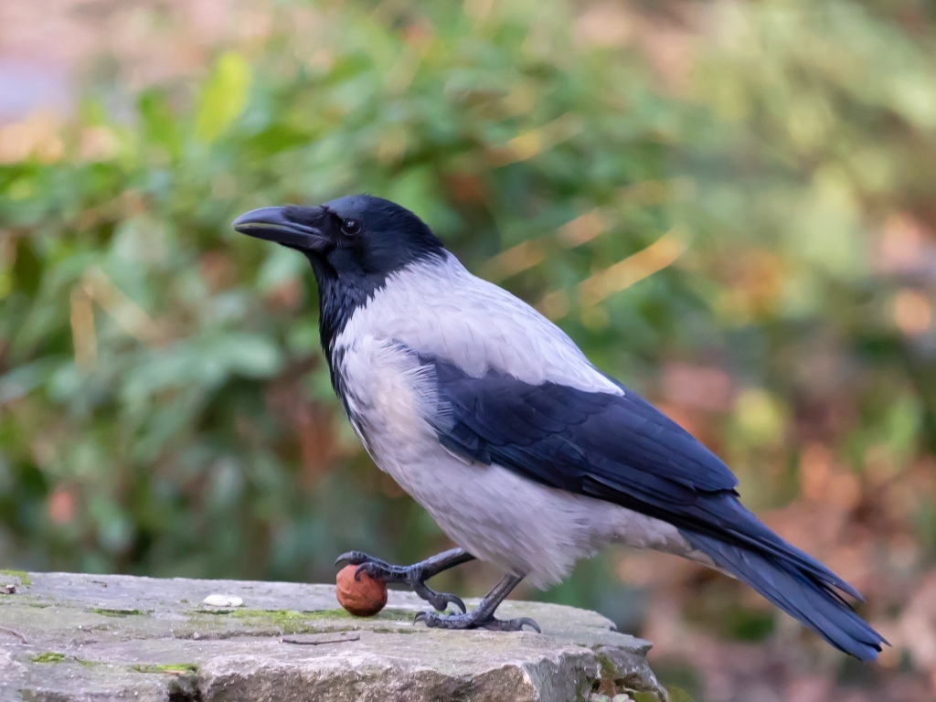 Ворона с орехом на камне