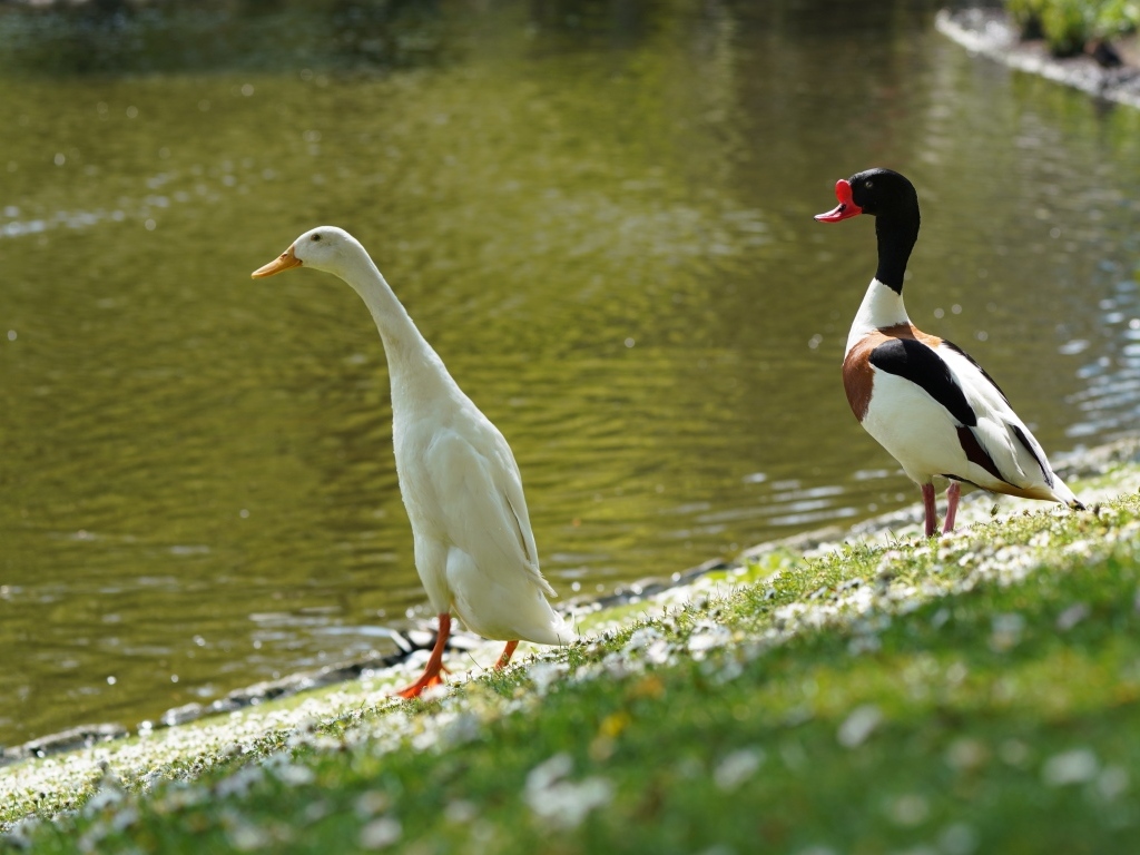 Утка и гусь у воды