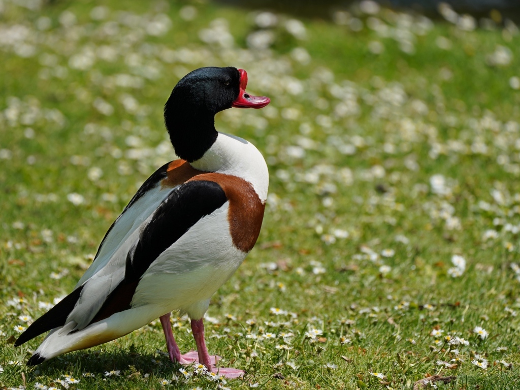 Утка стоит на зеленой траве