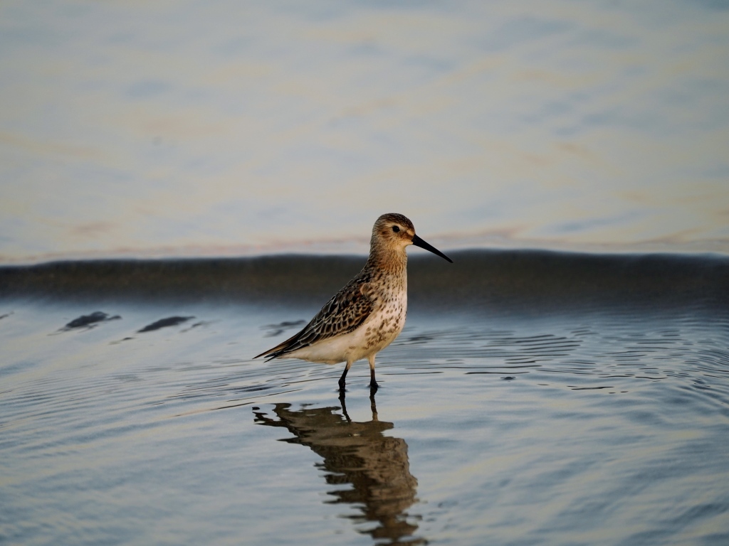 Птица чернозобик в воде
