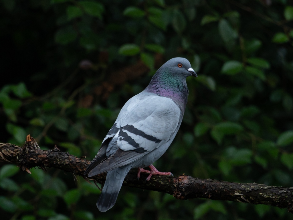 Серый голубь сидит на ветке дерева