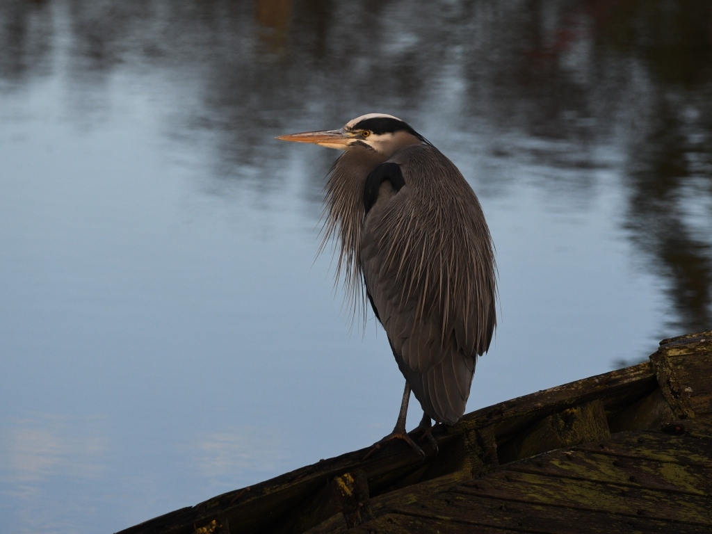 Серая цапля сидит у воды