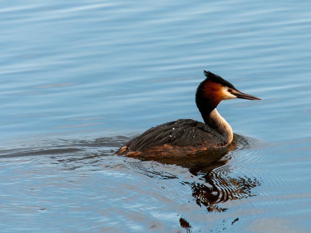 Большая хохлатая поганка плавает в пруду