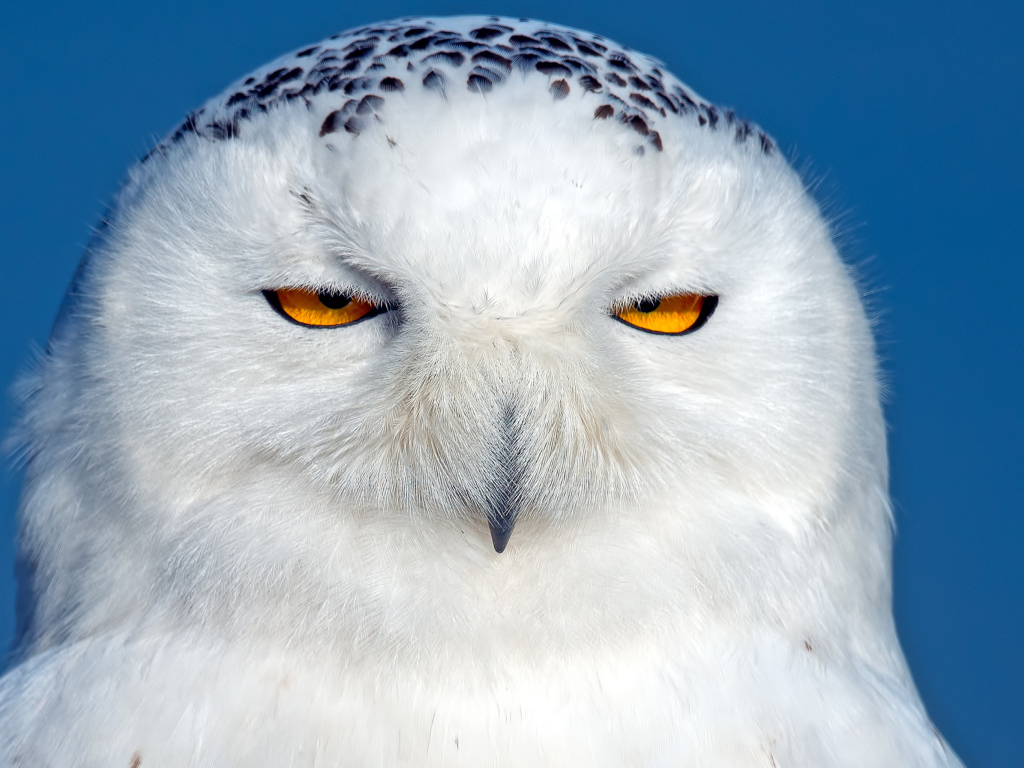 Большая белая сова с черными пятнами с желтыми глазами