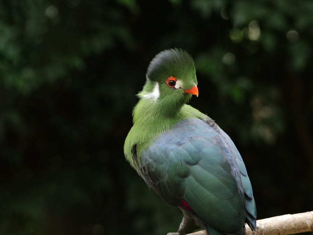 Зеленый белощекий турако на ветке