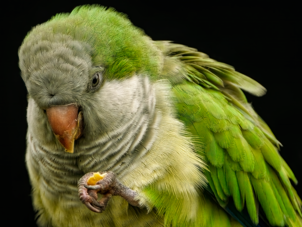 Зеленый попугай на черном фоне крупным планом