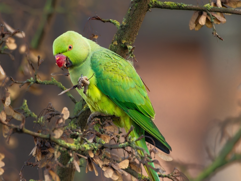Зеленый попугай сидит на ветке дерева