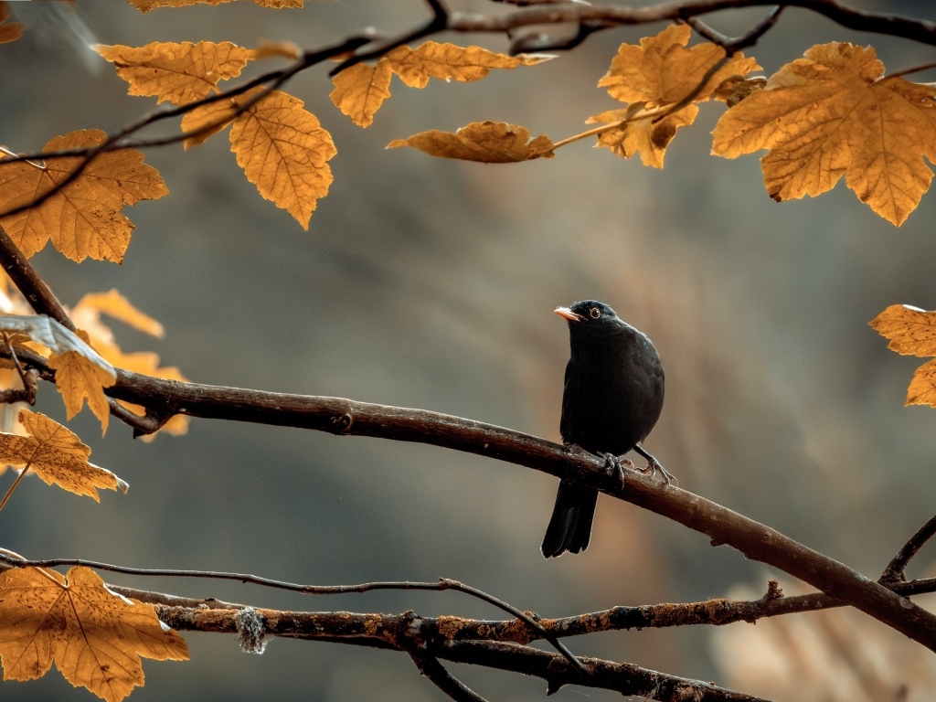 Маленький черный дрозд сидит на ветке дерева