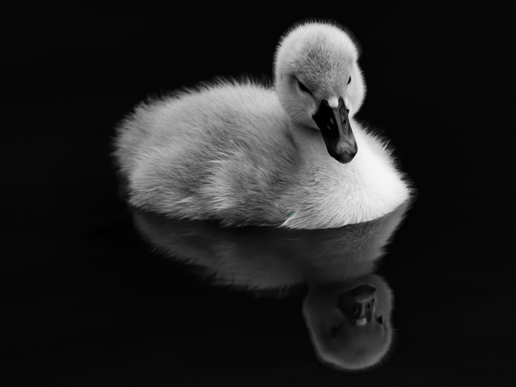 Маленький утенок отражается в воде на черном фоне