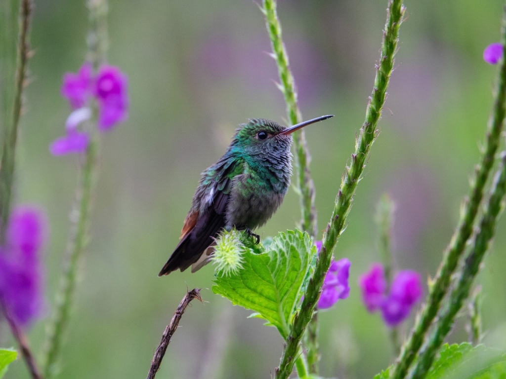 Маленькая зеленая птица колибри сидит на листке