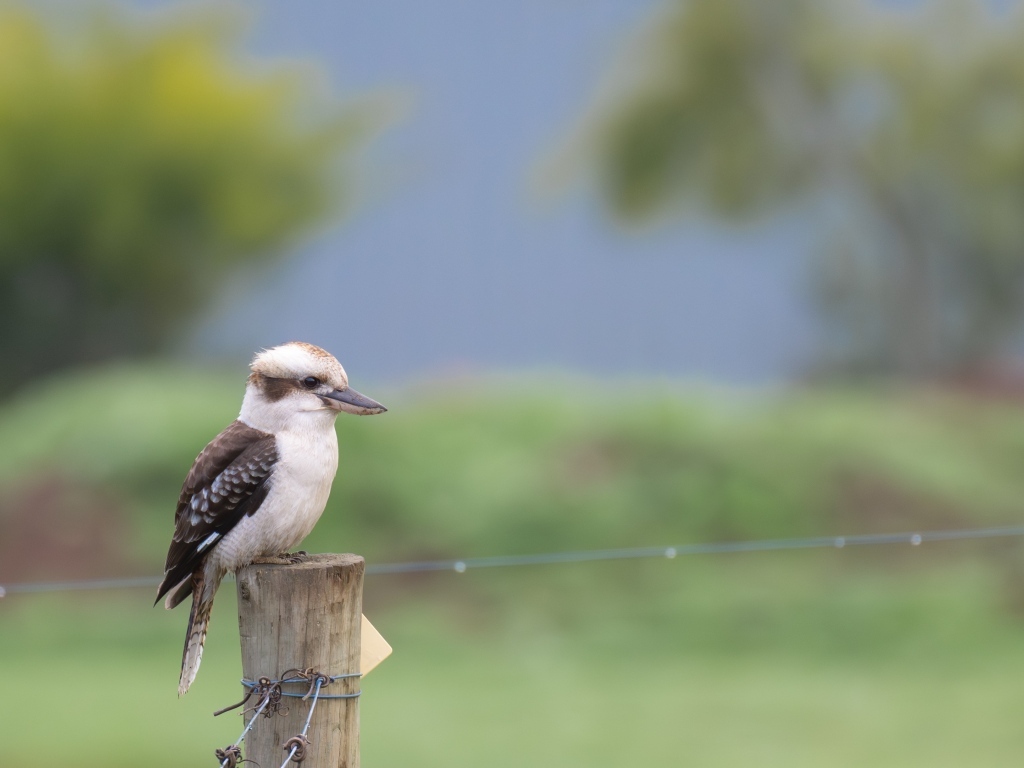 Маленькая кукабарра сидит на столбе