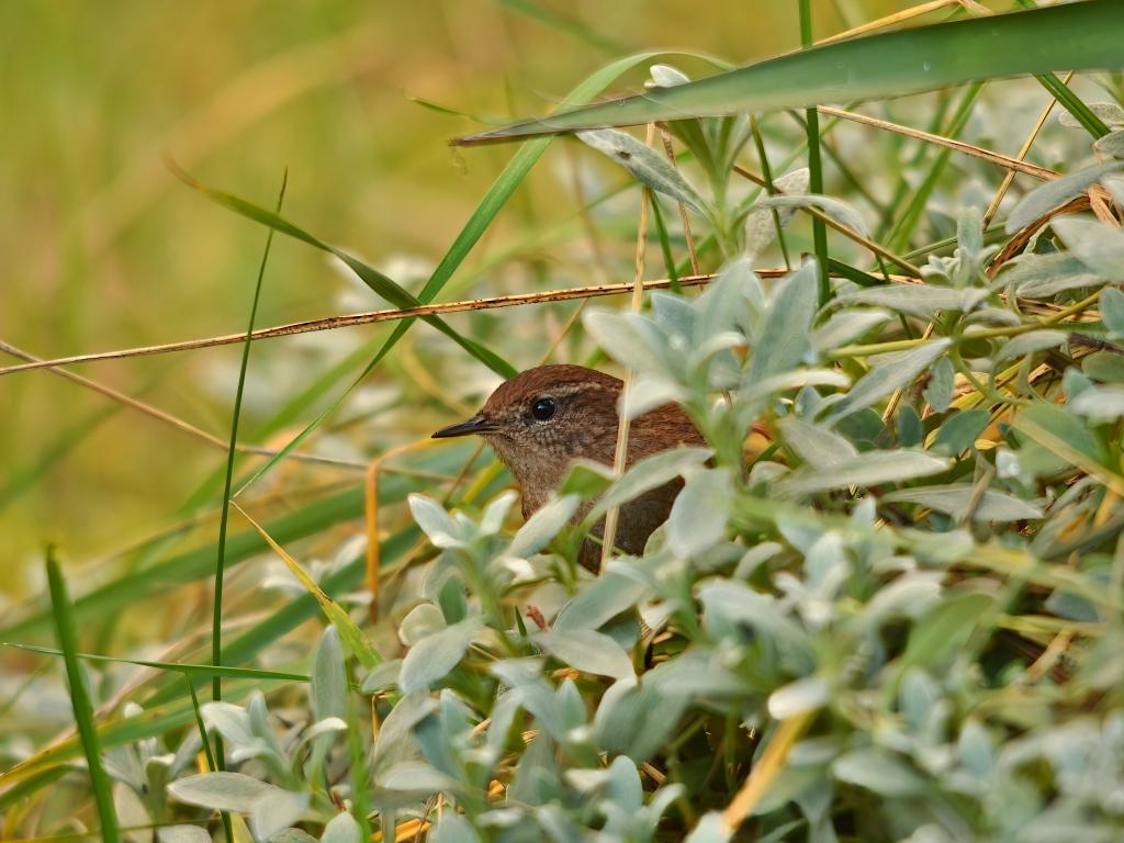 Маленькая иволга прячется в зеленых листьях