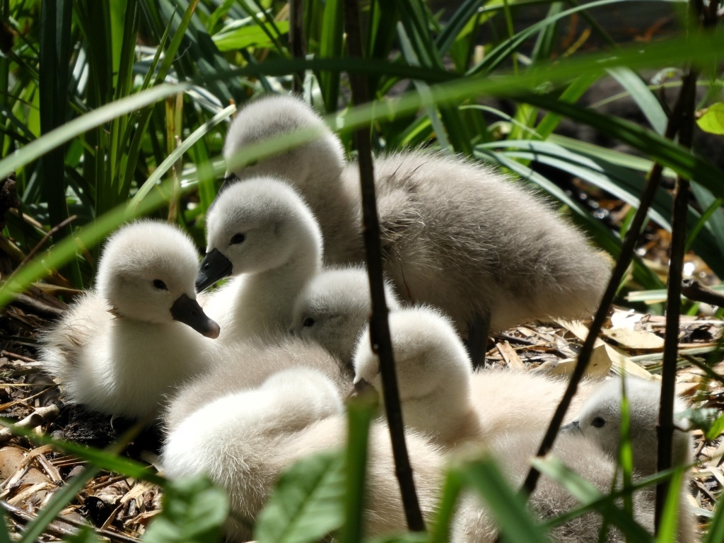 Маленькие птенцы лебедя в гнезде