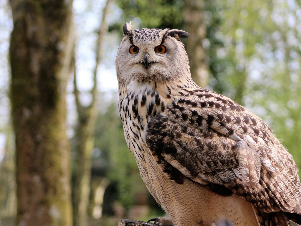 Ушастая сова в лесу
