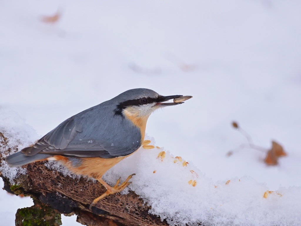 Птица поползень на снегу