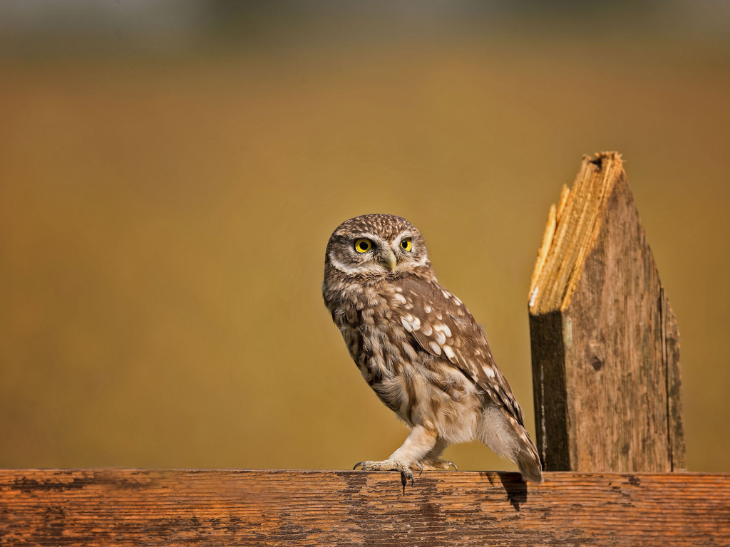 Сова сидит на деревянном заборе