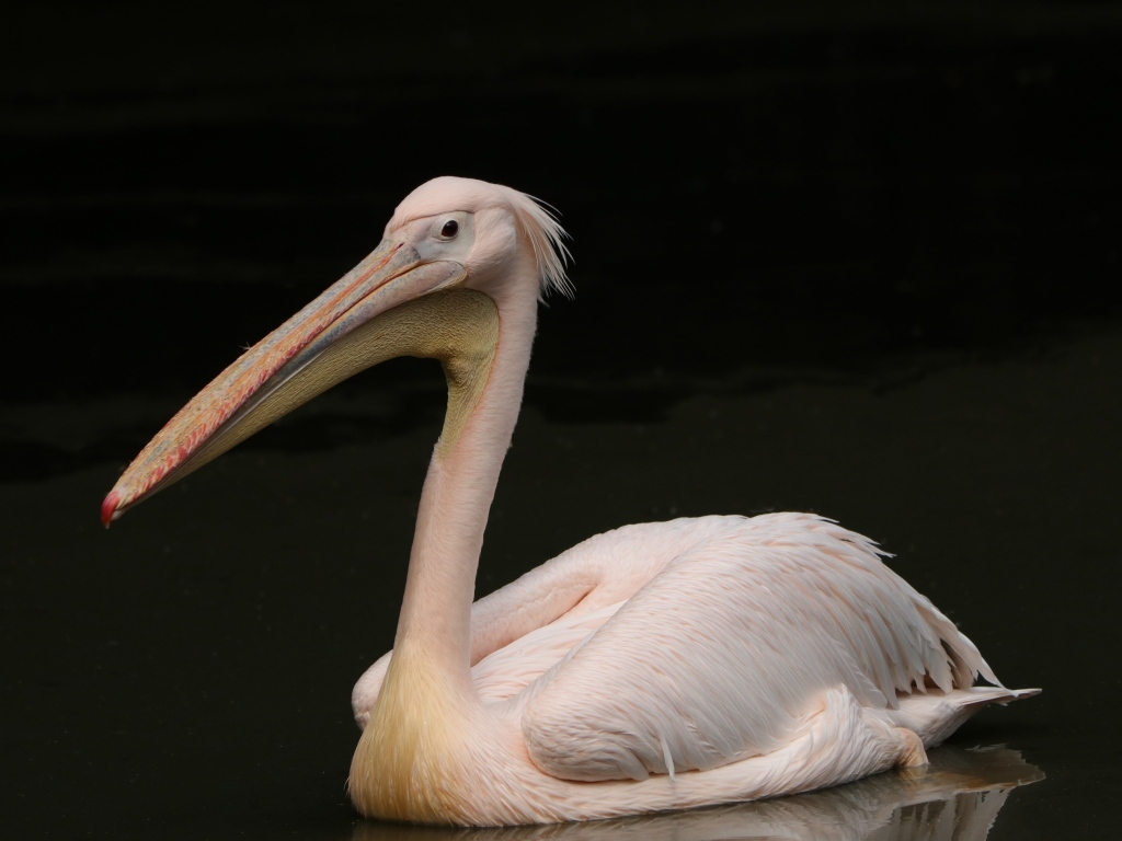 Розовый пеликан на черном фоне