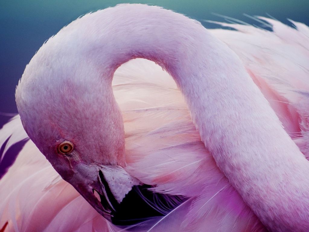 Розовый фламинго прячет клюв в перьях