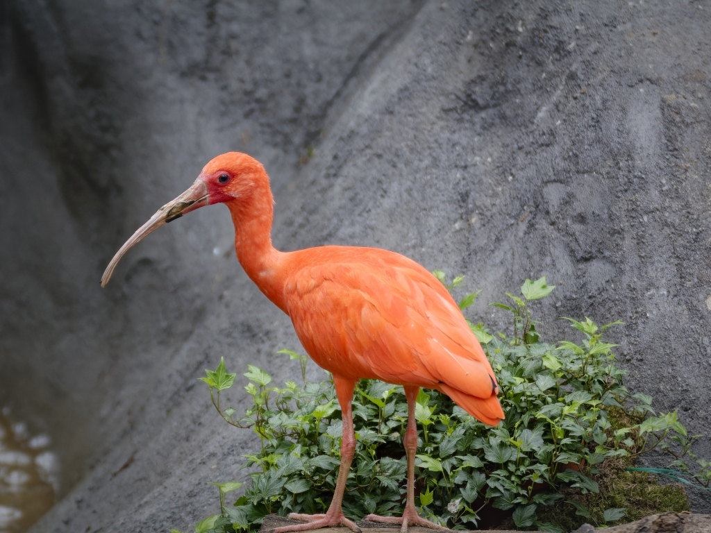 Красная птица ибис с длинным клювом в зоопарке