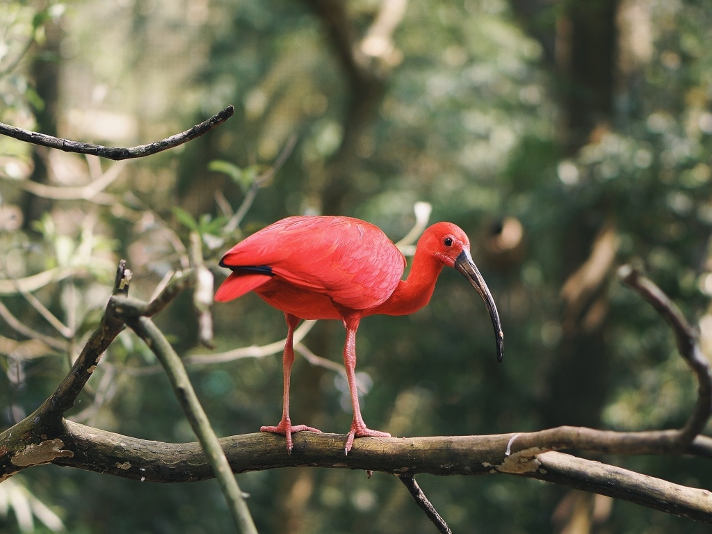 Алый ибис сидит на ветке