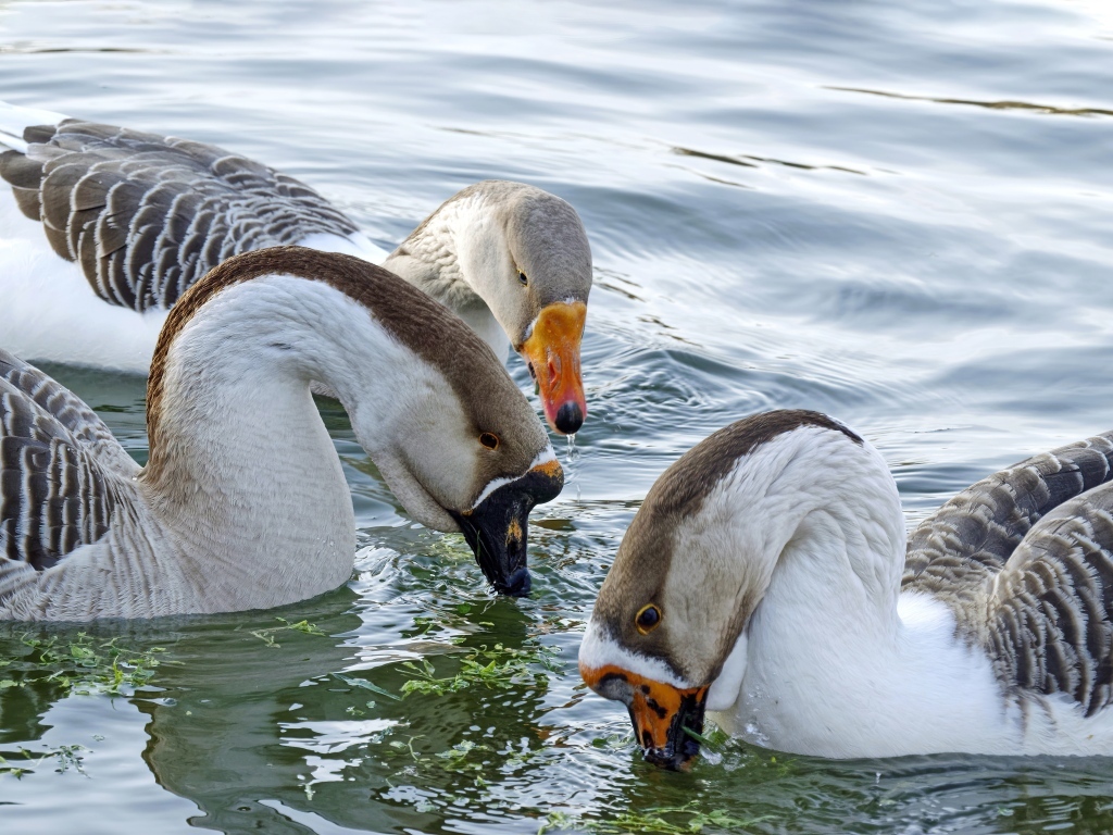 Три домашних гуся плавают в воде