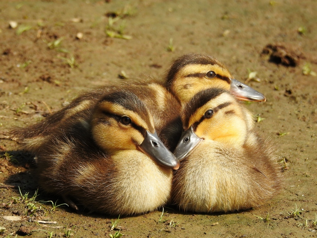 Три маленьких утенка сидят на земле