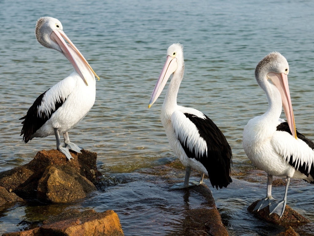 Три пеликана стоят на камнях у воды