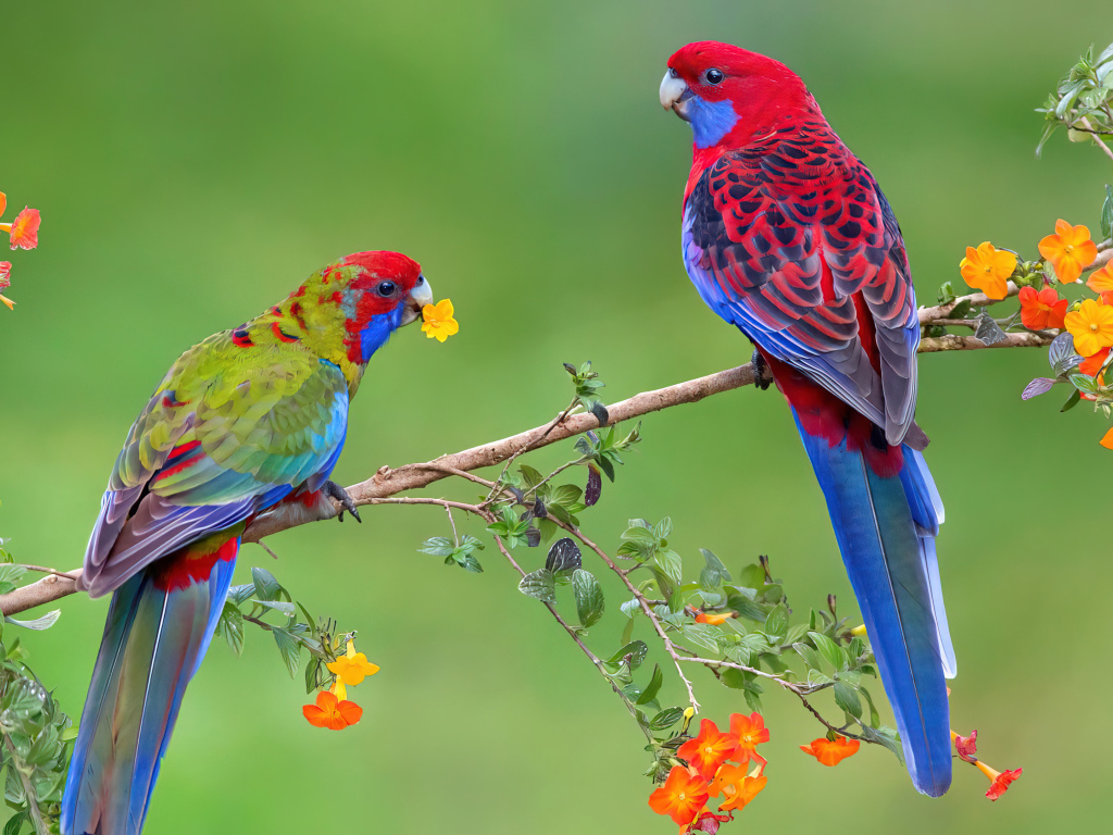 Два красивых яркий попугая на ветке с цветами