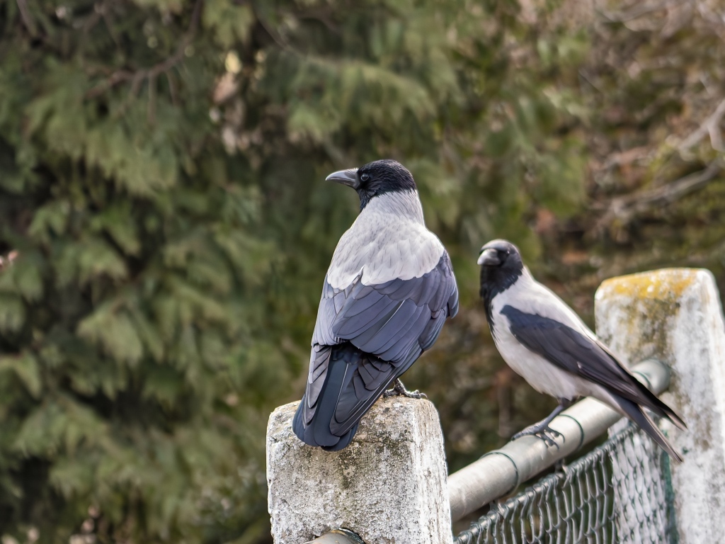Две вороны сидят на заборе