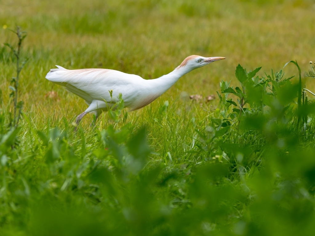 Белая цапля в зеленой траве