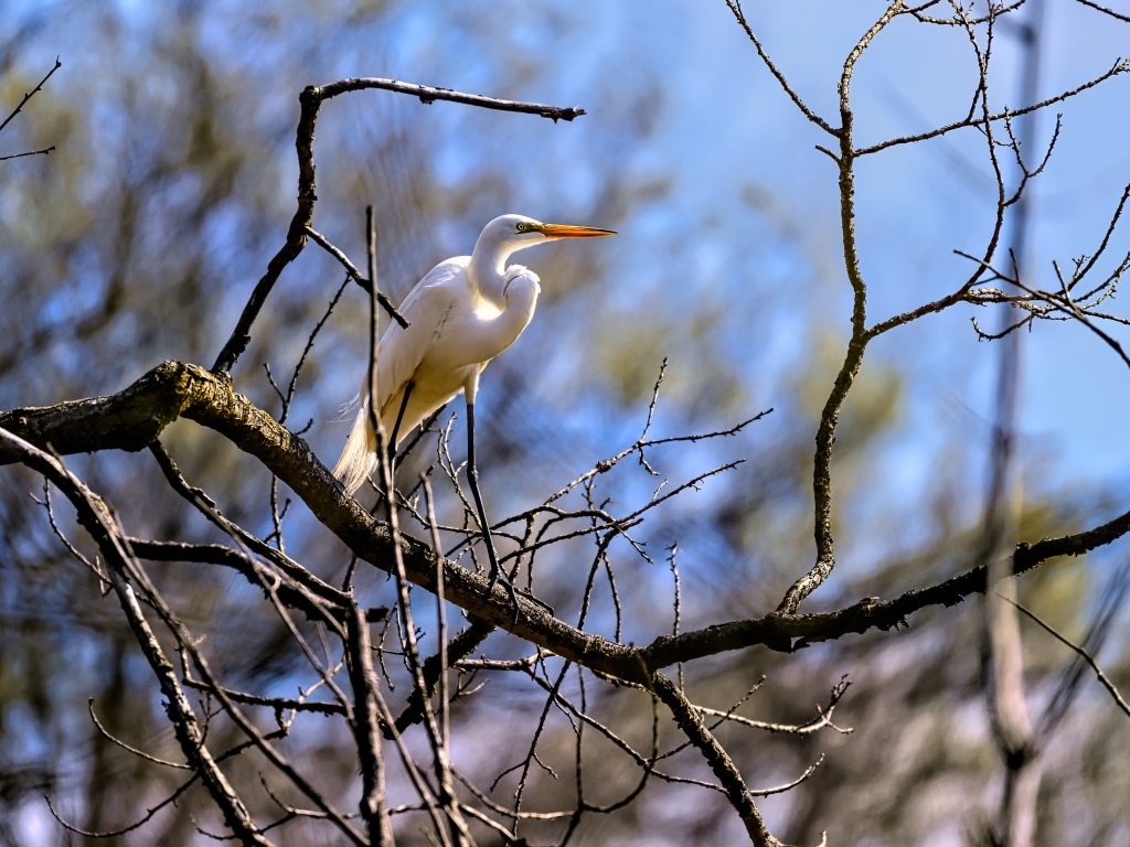 Белая цапля сидит на ветке дерева в лучах солнца