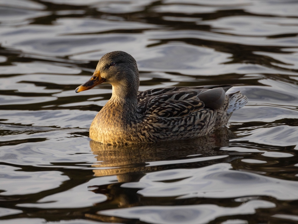 Дикая серая утка в воде